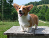ACA Registered Welsh Corgi For Sale Millersburg OH Male-Waylon