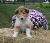 AKC Registered Collie Lassie For Sale Fredericksburg OH Female-Sadie