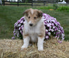 AKC Registered Collie Lassie For Sale Fredericksburg OH Male-Snickers