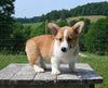 ACA Registered Welsh Corgi For Sale Millersburg OH Male-Wilson