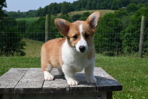 ACA Registered Welsh Corgi For Sale Millersburg OH Male-Wilson