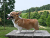 ACA Registered Welsh Corgi For Sale Millersburg OH Male-Wilson