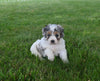 Cavapoo For Sale Millersburg OH Female-Tilly