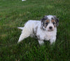 Cavapoo For Sale Millersburg OH Female-Tilly