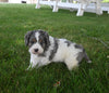 Cavapoo For Sale Millersburg OH Male-Buster