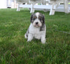 Cavapoo For Sale Millersburg OH Male-Buster