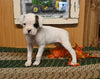 AKC Registered Boxer For Sale Fredericksburg OH Female-Jane