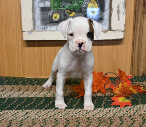 AKC Registered Boxer For Sale Fredericksburg OH Female-Jane