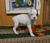 AKC Registered Boxer For Sale Fredericksburg OH Female-Jane