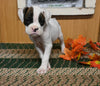 AKC Registered Boxer For Sale Fredericksburg OH Male-Jake
