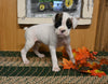 AKC Registered Boxer For Sale Fredericksburg OH Male-Jake