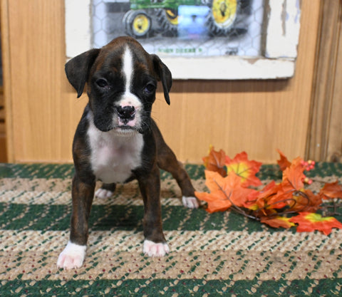 AKC Registered Boxer For Sale Fredericksburg OH Female-Jenny