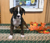 AKC Registered Boxer For Sale Fredericksburg OH Female-Jenny