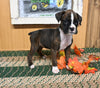 AKC Registered Boxer For Sale Fredericksburg OH Female-Jenny