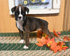 AKC Registered Boxer For Sale Fredericksburg OH Female-Jenny