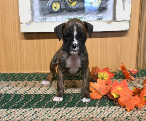 AKC Registered Boxer For Sale Fredericksburg OH Female-Jill