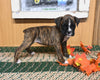 AKC Registered Boxer For Sale Fredericksburg OH Female-Jill