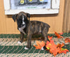 AKC Registered Boxer For Sale Fredericksburg OH Female-Jill