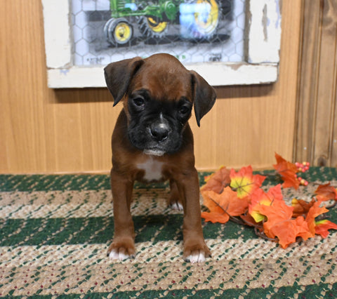 AKC Registered Boxer For Sale Fredericksburg OH Male-Jeremiah