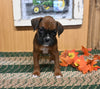 AKC Registered Boxer For Sale Fredericksburg OH Male-Jeremiah