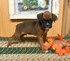 AKC Registered Boxer For Sale Fredericksburg OH Male-Jeremiah