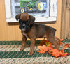 AKC Registered Boxer For Sale Fredericksburg OH Male-Jeremiah