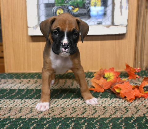 AKC Registered Boxer For Sale Fredericksburg OH Male-Jimmy