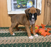 AKC Registered Boxer For Sale Fredericksburg OH Male-Jimmy