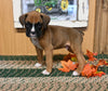 AKC Registered Boxer For Sale Fredericksburg OH Male-Jimmy