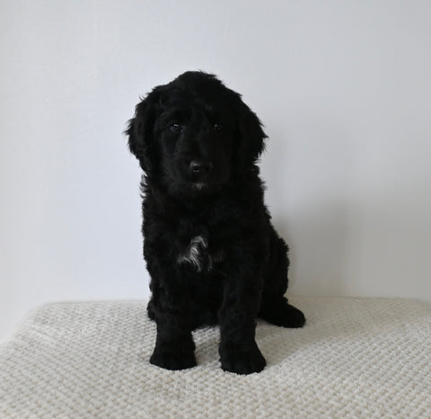 Standard F1 Goldendoodle For Sale Sugarcreek OH Female-Autumn