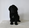 Standard F1 Goldendoodle For Sale Sugarcreek OH Female-Autumn