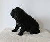 Standard F1 Goldendoodle For Sale Sugarcreek OH Female-Autumn