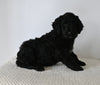 Standard F1 Goldendoodle For Sale Sugarcreek OH Female-Autumn