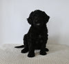 Standard F1 Goldendoodle For Sale Sugarcreek OH Female-Aster