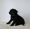 Standard F1 Goldendoodle For Sale Sugarcreek OH Female-Aster