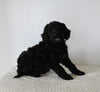Standard F1 Goldendoodle For Sale Sugarcreek OH Female-Aster