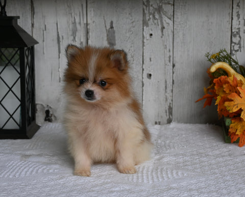 ACA Registered Pomeranian For Sale Millersburg OH Male-Butterscotch