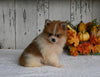 ACA Registered Pomeranian For Sale Millersburg OH Male-Butterscotch