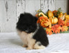 ACA Registered Pomeranian For Sale Millersburg OH Male-Smokie