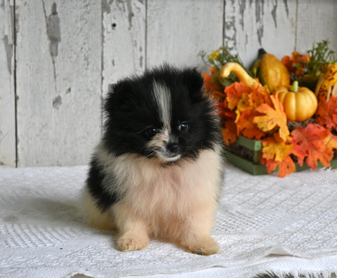 ACA Registered Pomeranian For Sale Millersburg OH Female-Betsy
