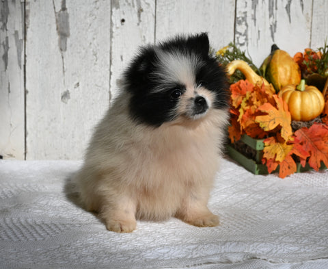 ACA Registered Pomeranian For Sale Millersburg OH Female-Oreo
