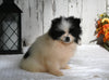 ACA Registered Pomeranian For Sale Millersburg OH Female-Oreo