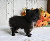 ACA Registered Pomeranian For Sale Millersburg OH Male-Bear