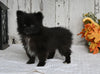 ACA Registered Pomeranian For Sale Millersburg OH Male-Bear