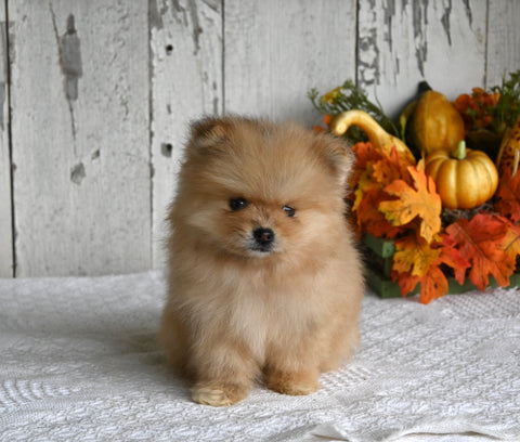 ACA Registered Pomeranian For Sale Millersburg OH Male-King