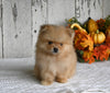 ACA Registered Pomeranian For Sale Millersburg OH Male-King