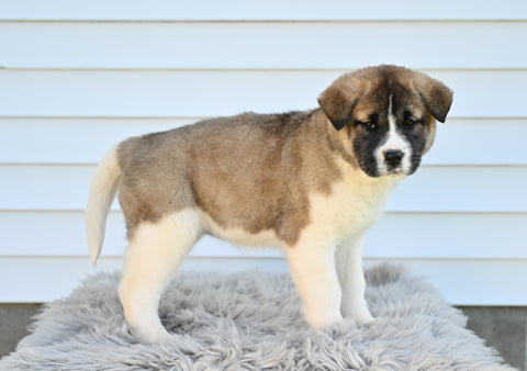 AKC Akita For Sale Millersburg OH Female-Molly