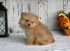 ACA Registered Pomeranian For Sale Millersburg OH Male-King