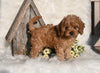 Cavapoo For Sale Millersburg OH Male-Marshell