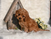 Cavapoo For Sale Millersburg OH Male-Marshell